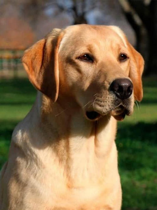Yellow Labrador Dog | Diamond Painting