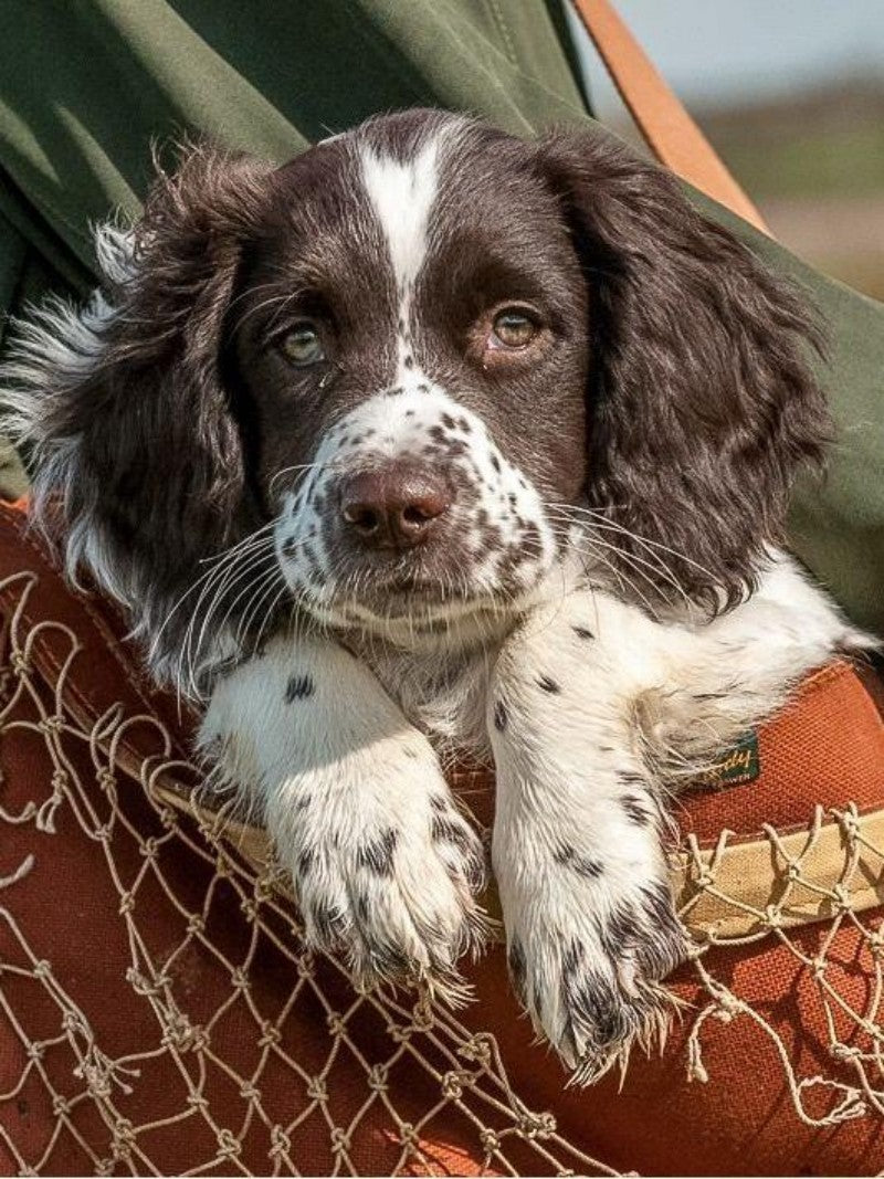 Brittany Spaniel Dog | Diamond Painting