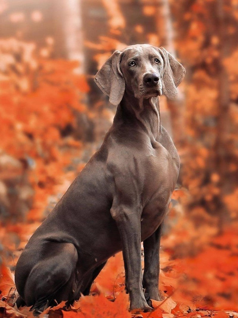 Weimaraner Dog | Diamond Painting