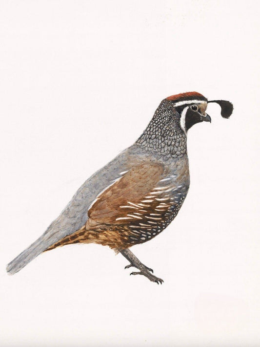 Quail | Diamond Painting