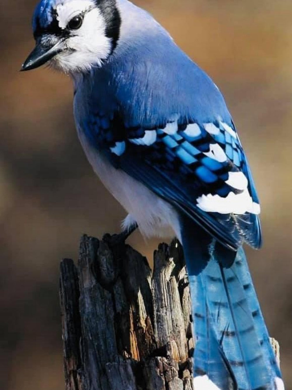 Blue Jay | Diamond Painting