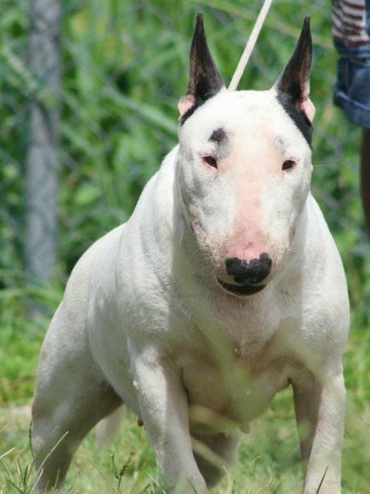 English Bull Terrier Dog | Diamond Painting