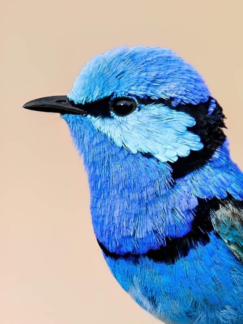 Blue Wren | Diamond Painting