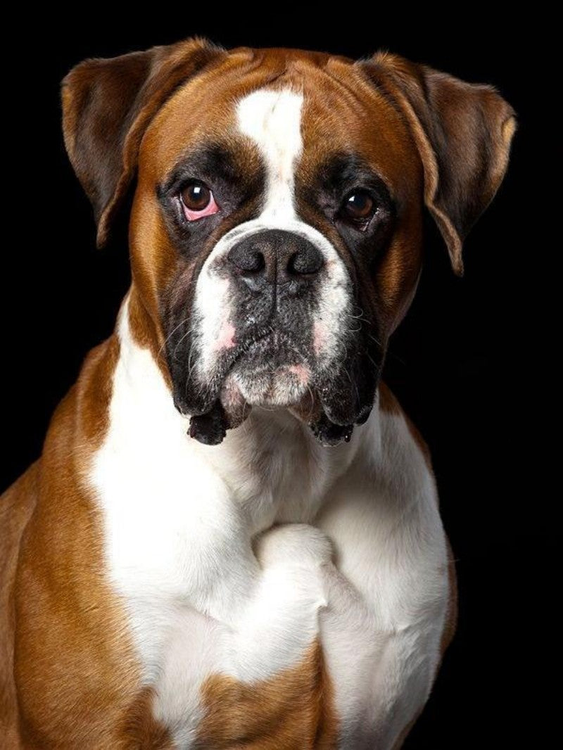 Boxer Dog | Diamond Painting