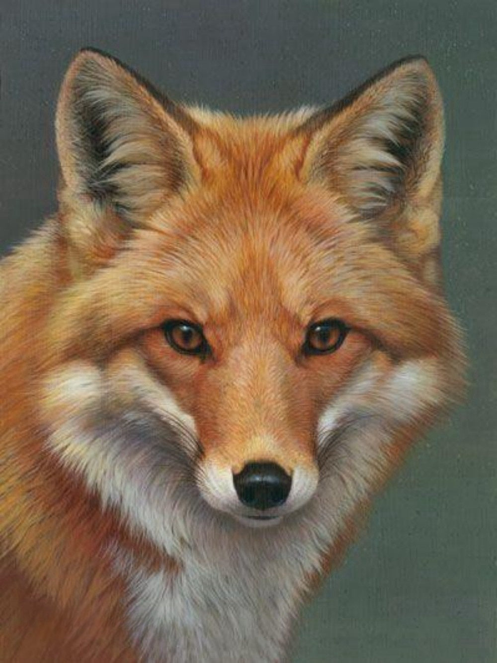 Fox | Diamond Painting