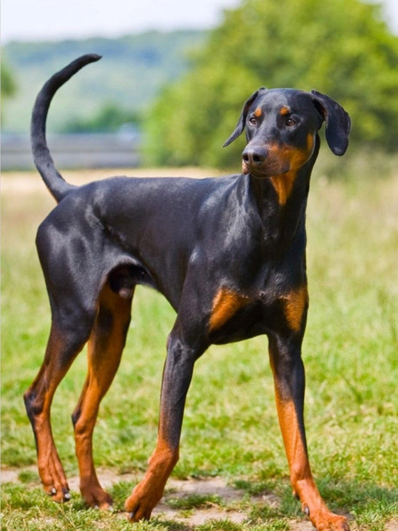 Dog Doberman | Diamond Painting