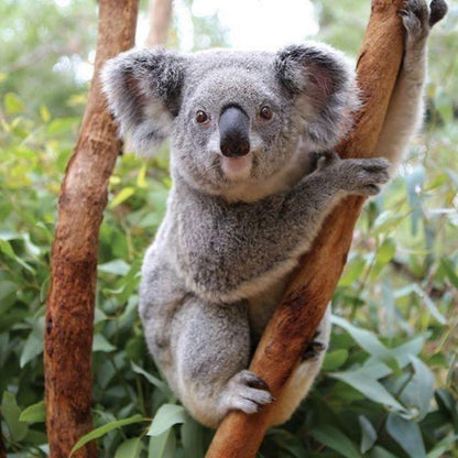 Koala | Diamond Painting