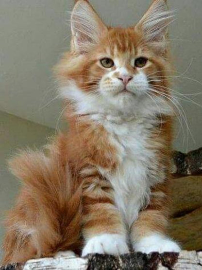 Maine Coon | Diamond Painting
