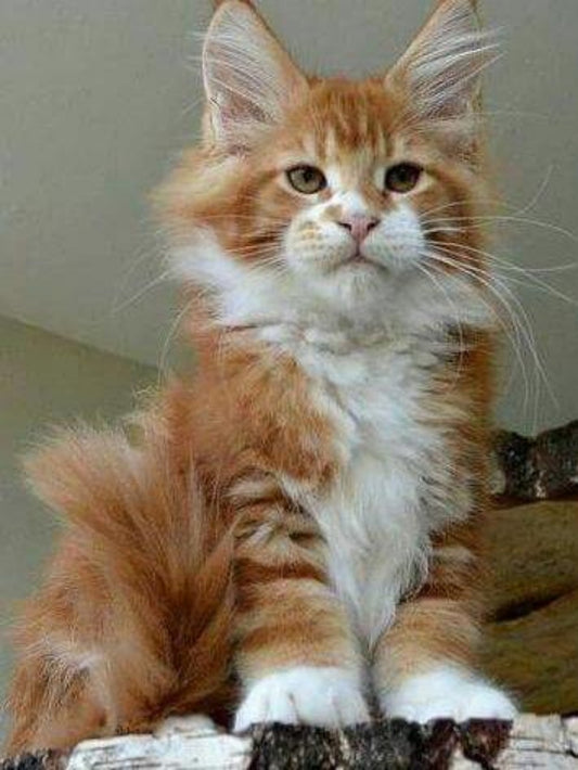 Maine Coon | Diamond Painting