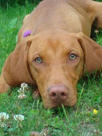 Vizsla Dog | Diamond Painting