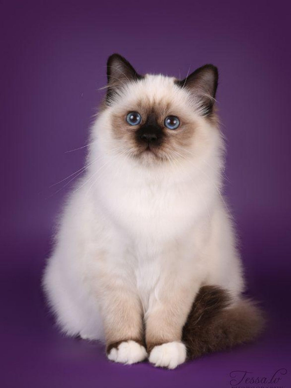 Siamese Cat | Diamond Painting