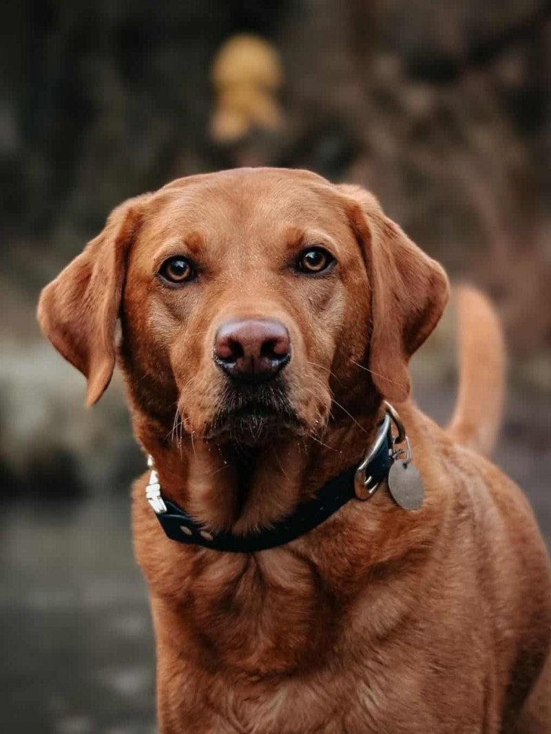 Chocolate Labrador Dog | Diamond Painting