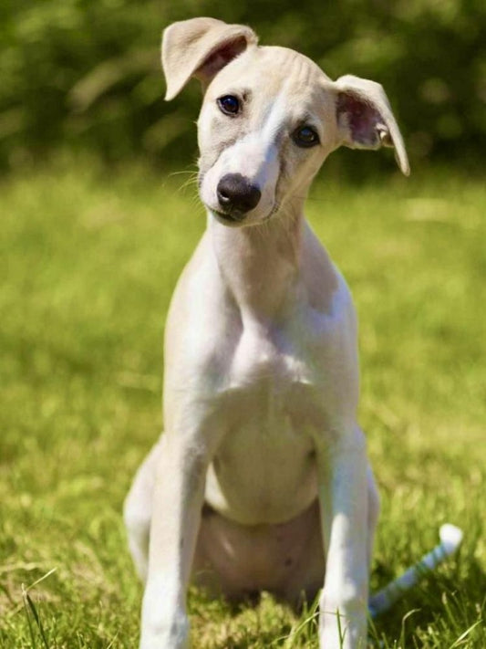 Whippet Dog | Diamond Painting