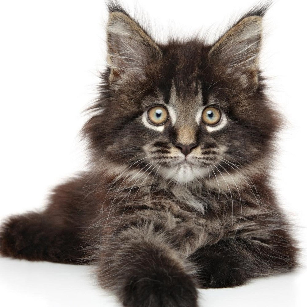 Maine Coon | Diamond Painting