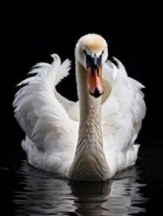 Swan | Diamond Painting