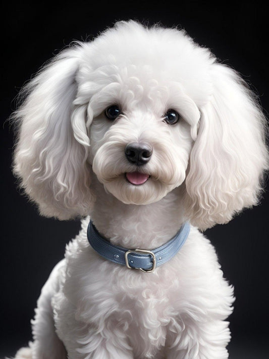 Poodle Dog | Diamond Painting