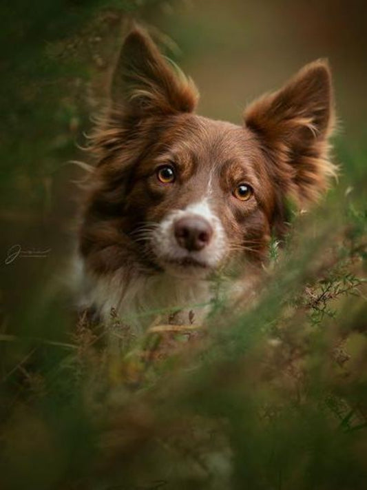 Dog Border Collie | Diamond Painting