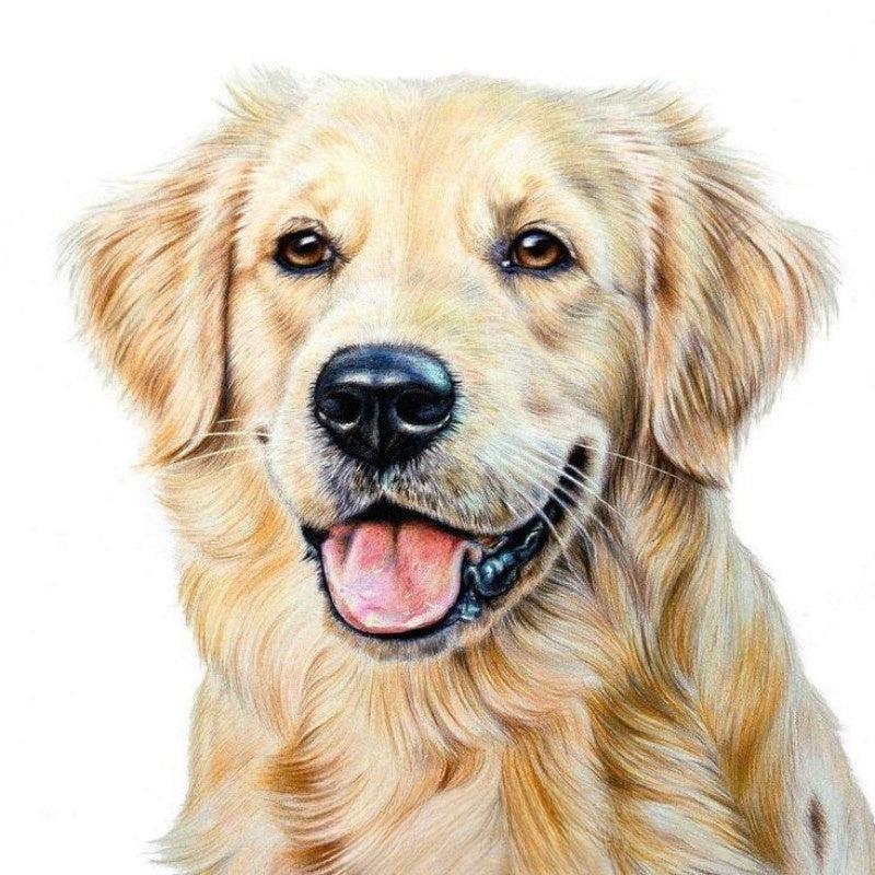 Yellow Labrador Dog | Diamond Painting