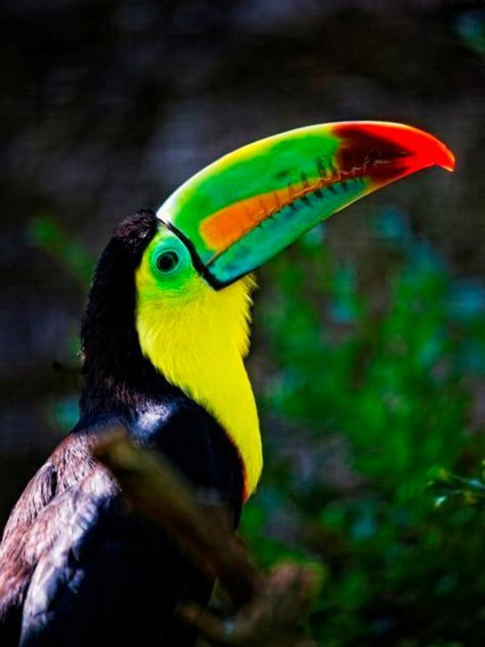 Toucan Bird | Diamond Painting