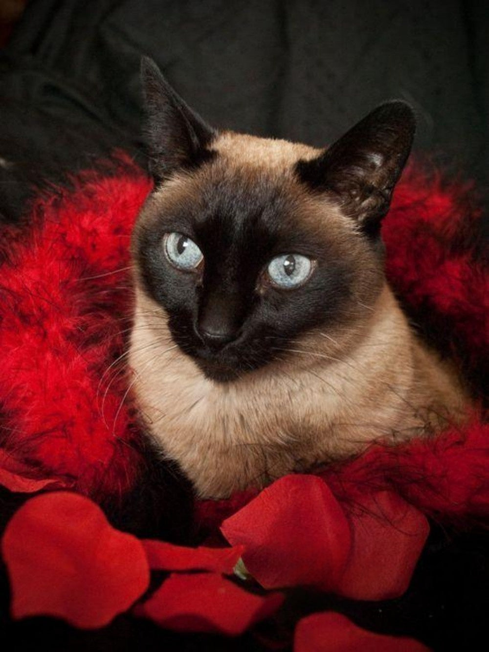 Siamese Cat | Diamond Painting