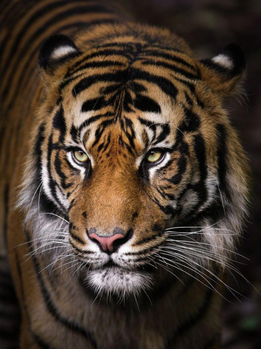 Bengal Tiger | Diamond Painting