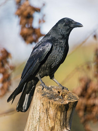 Crow | Diamond Painting