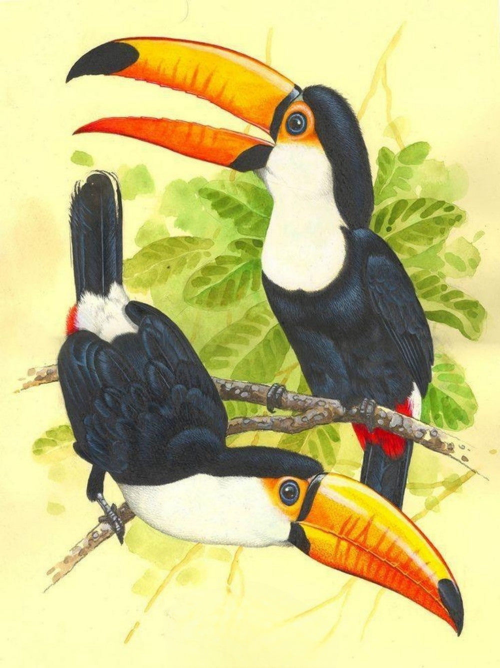 Toucan Bird | Diamond Painting