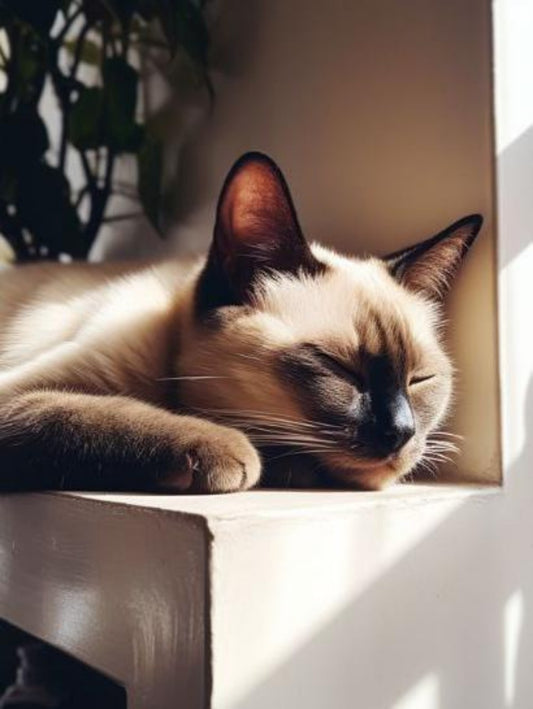 Siamese Cat | Diamond Painting