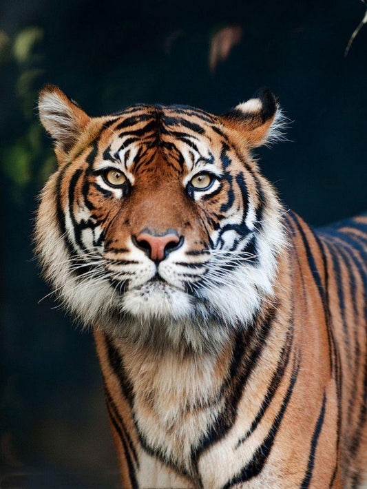 Bengal Tiger | Diamond Painting