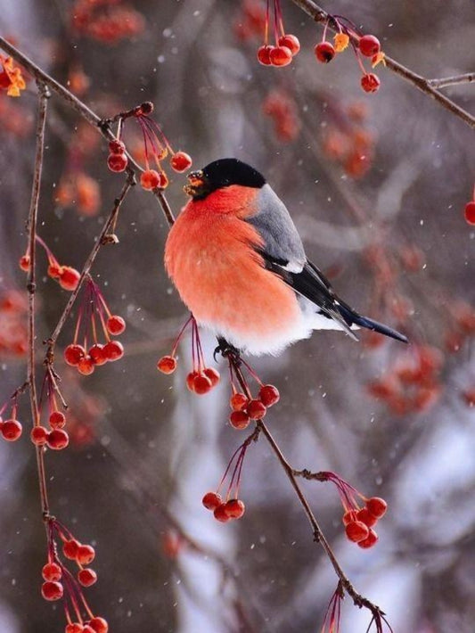 Birds and Flowers | Diamond Painting