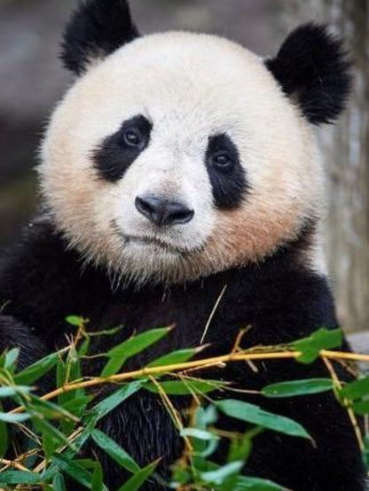 Panda | Diamond Painting