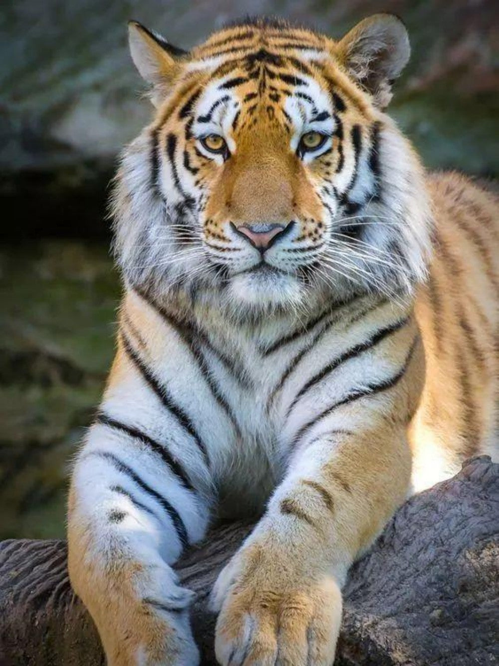 Bengal Tiger | Diamond Painting