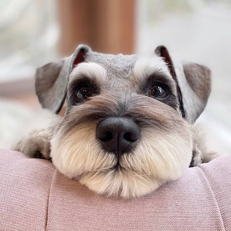 Dog Schnauzer | Diamond Painting