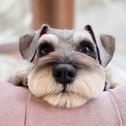 Dog Schnauzer | Diamond Painting
