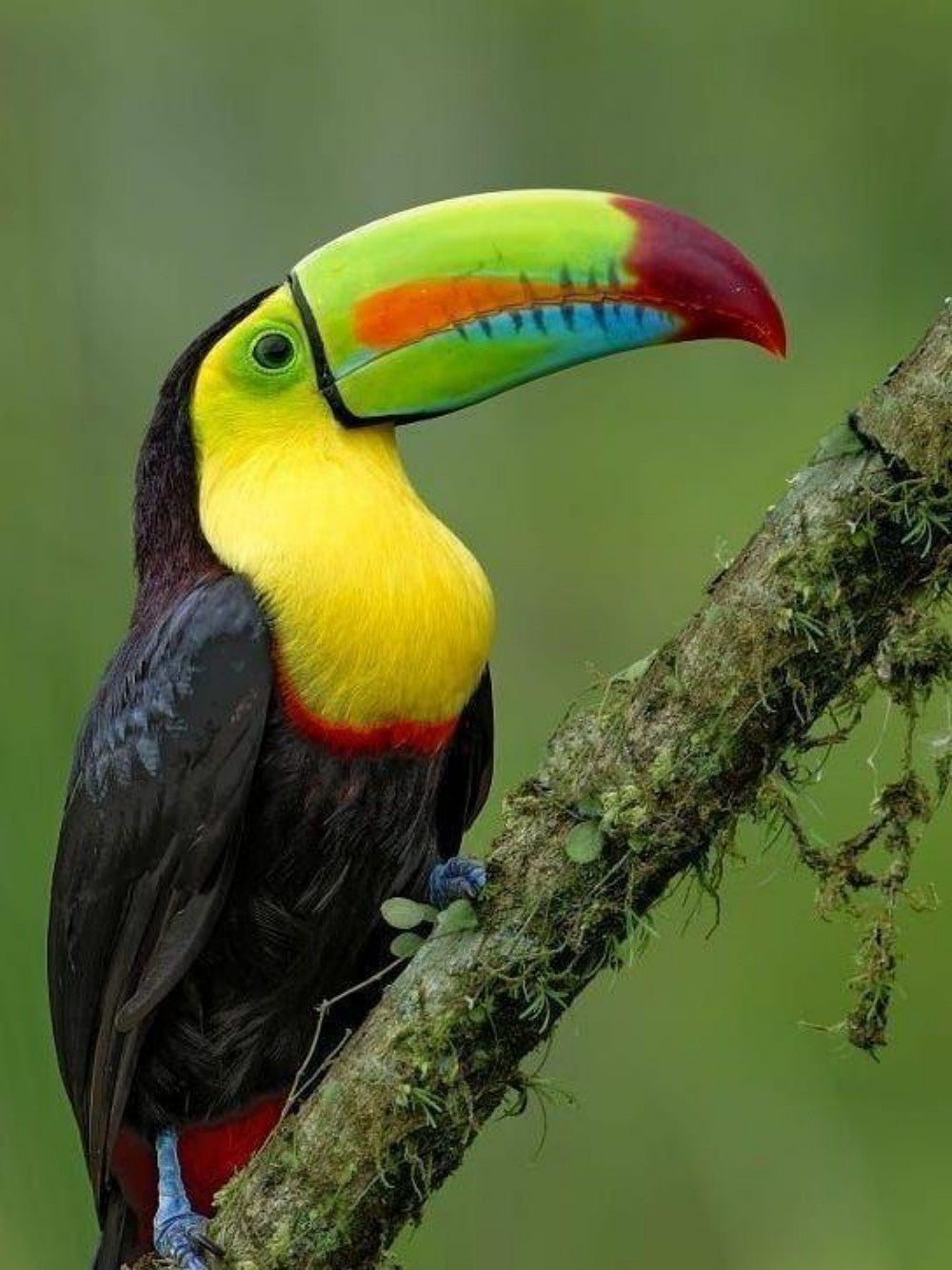 Toucan Bird | Diamond Painting