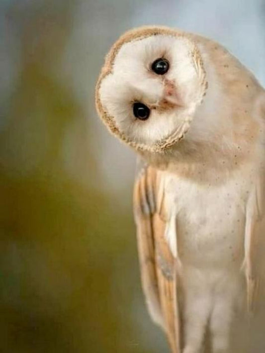 Barn Owl | Diamond Painting