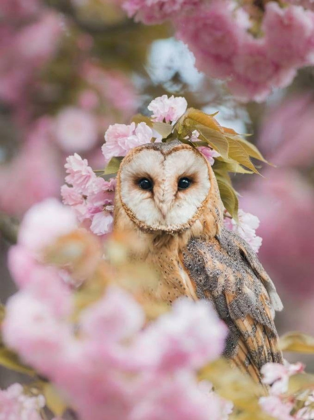 Barn Owl | Diamond Painting