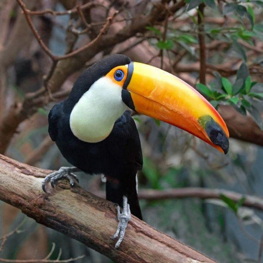 Toucan Bird | Diamond Painting