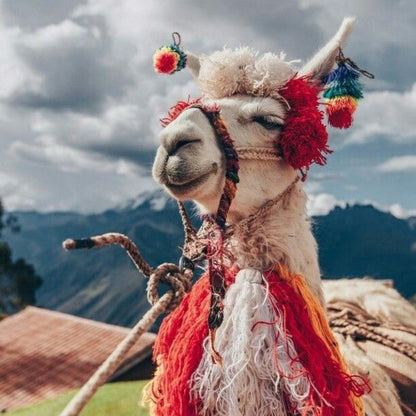 Alpaca | Diamond Painting