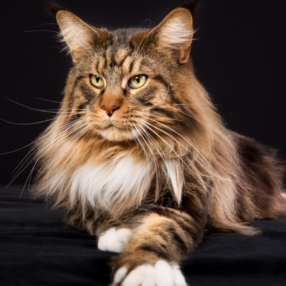 Maine Coon | Diamond Painting