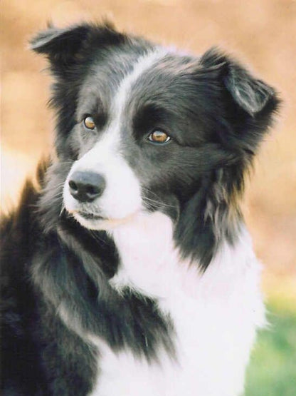 Dog Border Collie | Diamond Painting