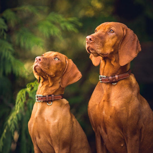 Vizsla Dog | Diamond Painting