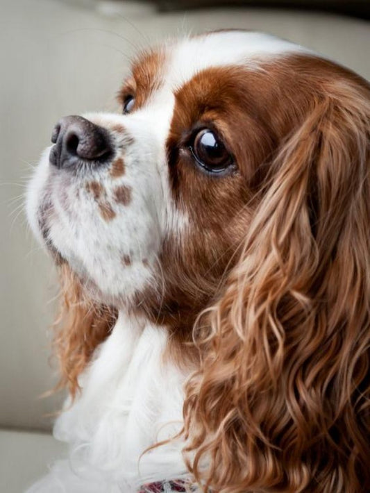 Cocker Spaniel Dog | Diamond Painting