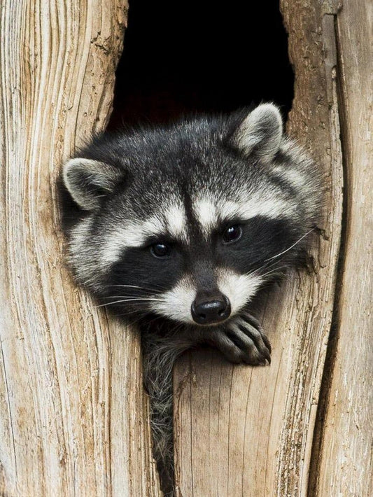 Raccoon | Diamond Painting