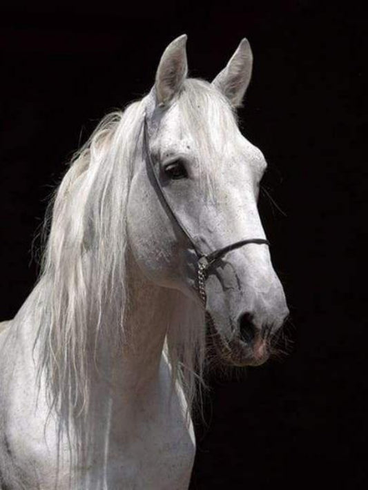 Horse | Diamond Painting