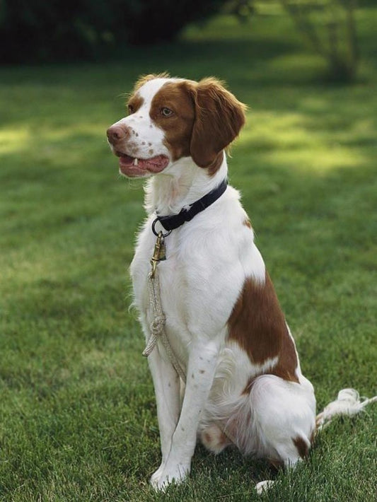 Brittany Spaniel Dog | Diamond Painting