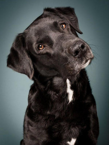 Black Labrador Dog | Diamond Painting