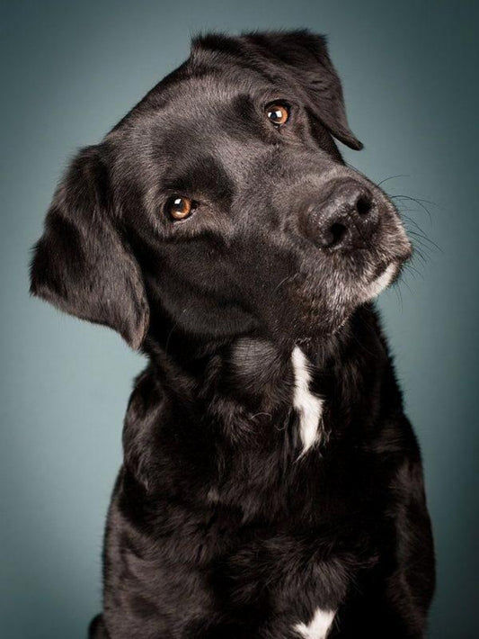 Black Labrador Dog | Diamond Painting