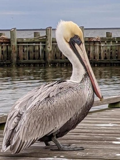 Pelican | Diamond Painting