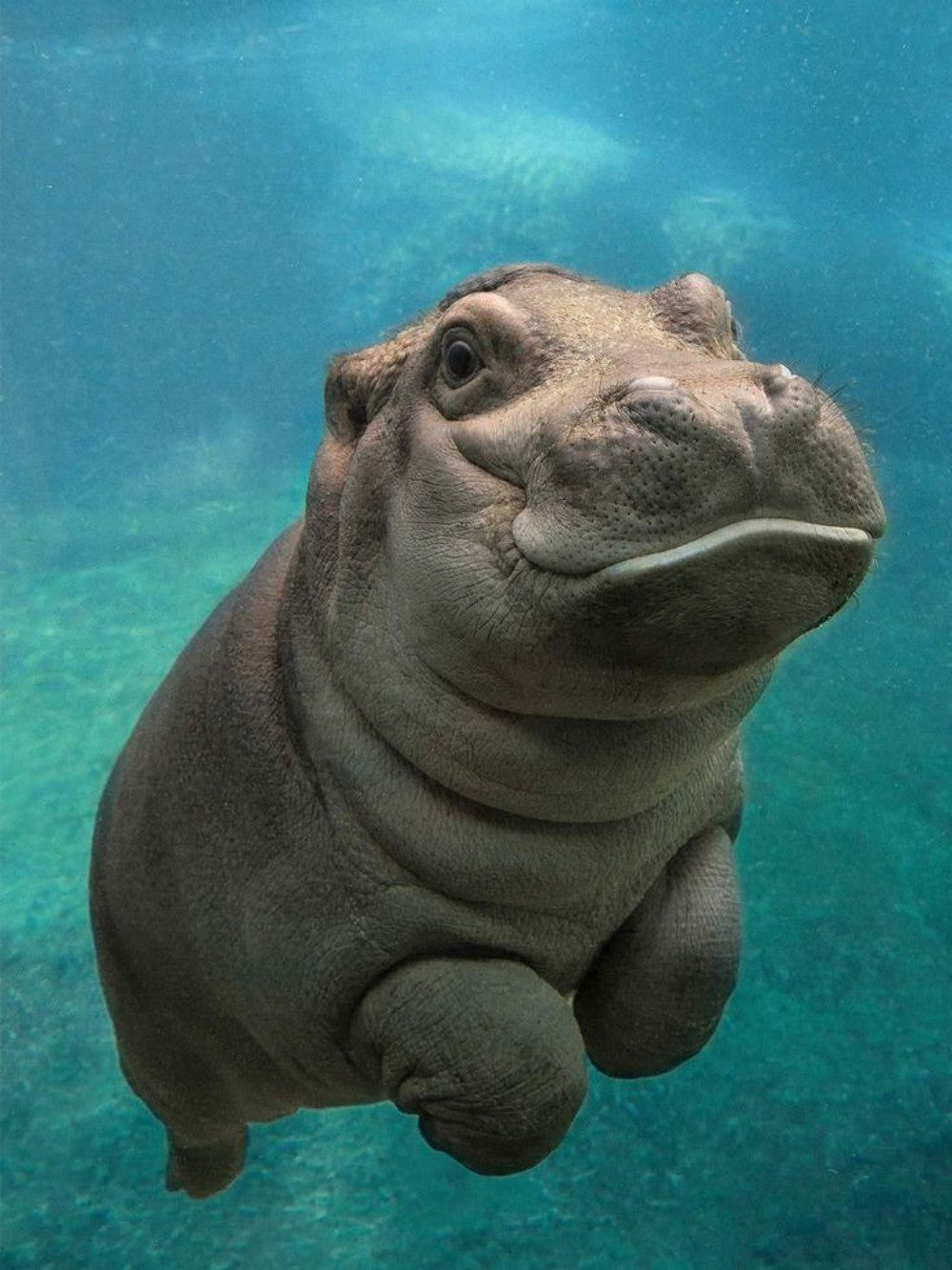 Hippo | Diamond Painting
